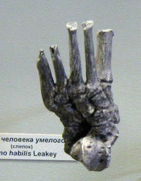 Стопа Homo habilis. Палеонтологический музей, Москва. Фото: А. Соколов