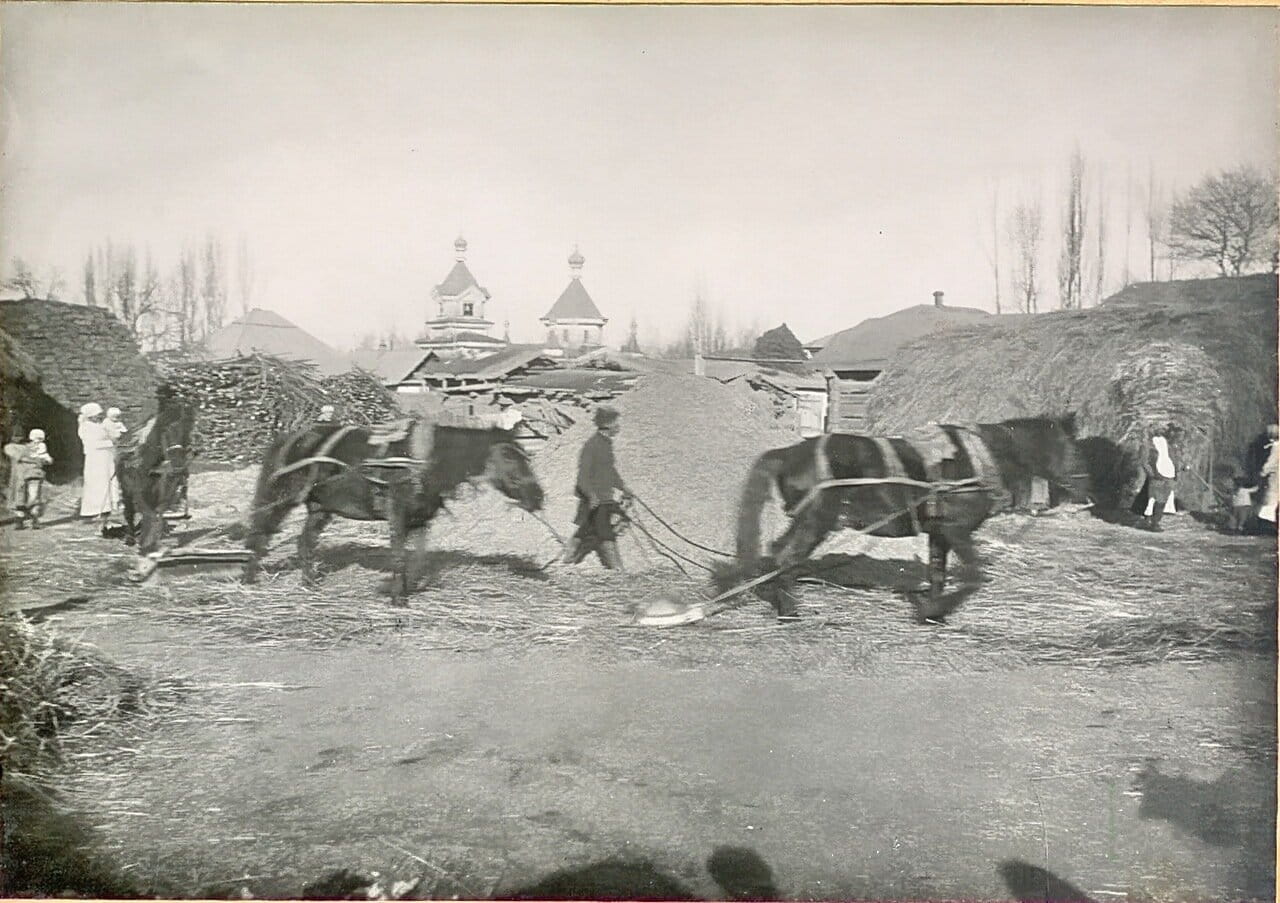 Молотьба лошадьми с камнями в деревне. 1914