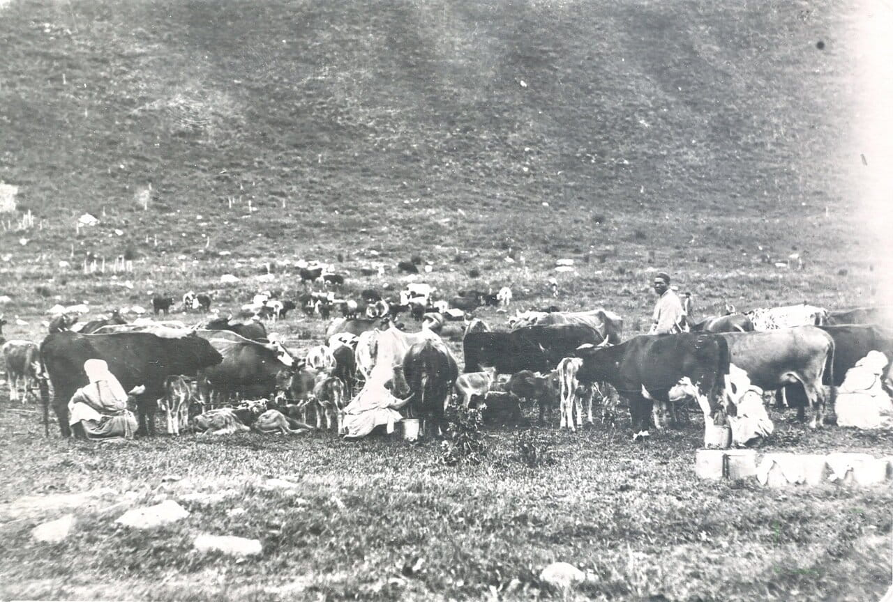 Дойка коров.1901 год.