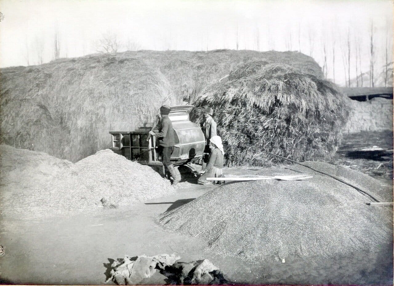 Веяние пшеницы механической веялкой. 1904